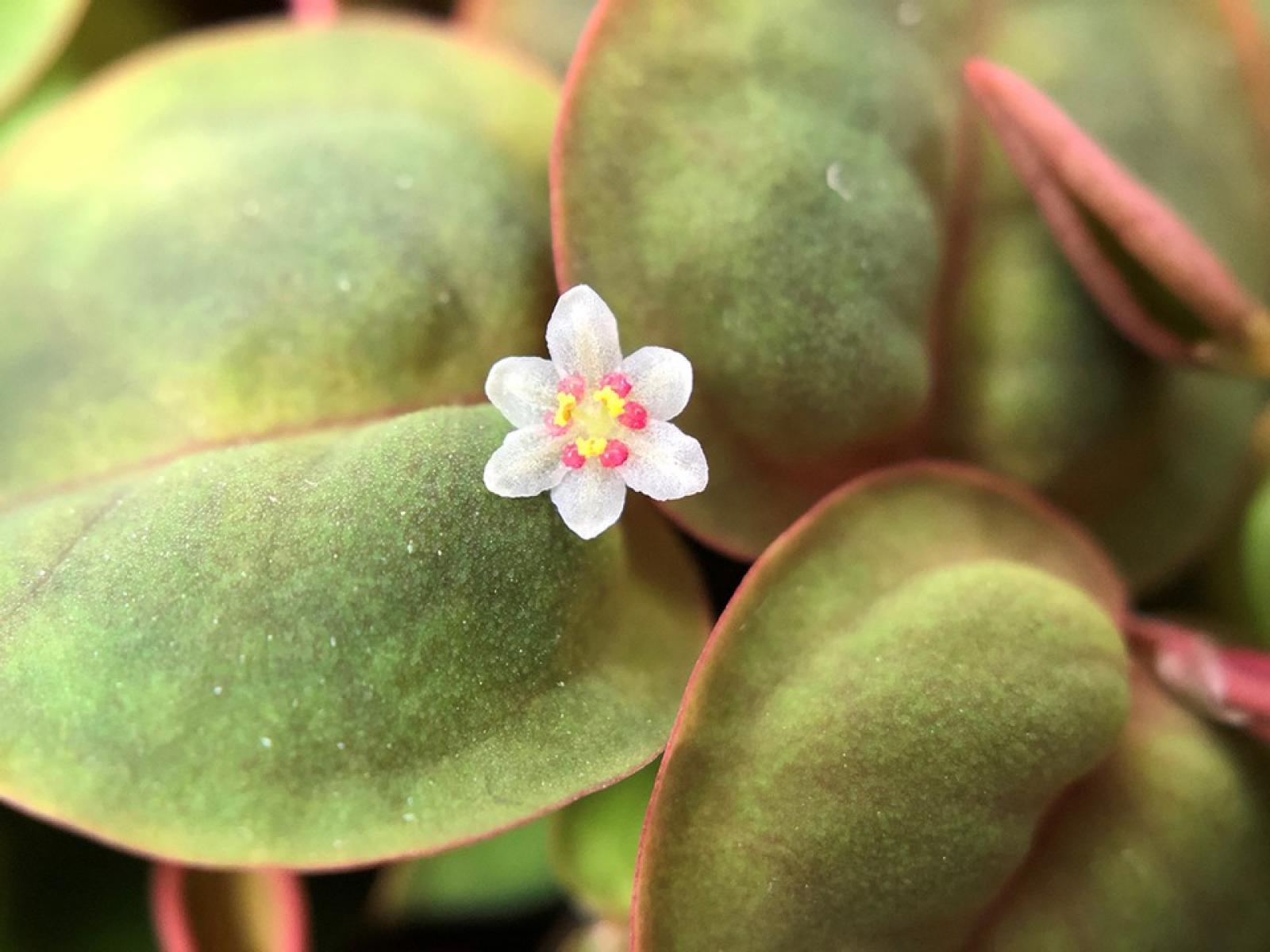 Phyllanthus fluitans - Schwimmende Wolfsmilch - Tropica 1-2-Grow, mit einer Blüte.