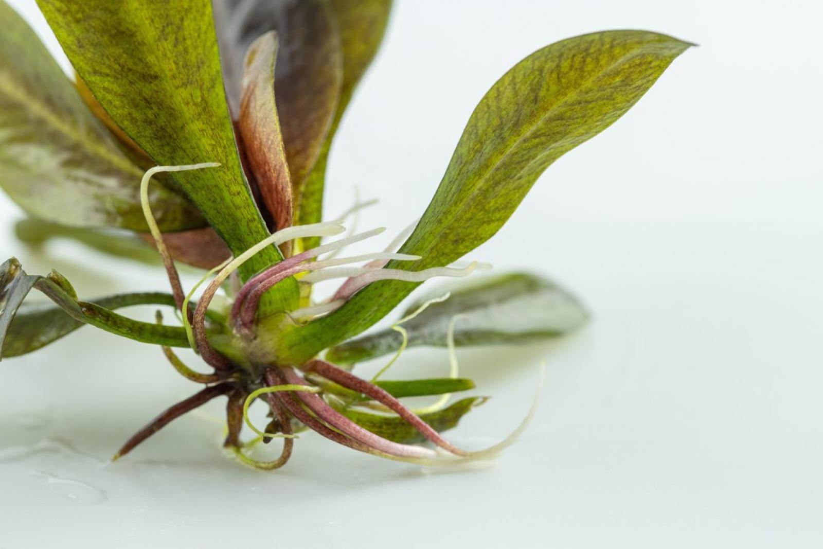 Echinodorus 'Reni' - Tropica 1-​2-​Grow, mit Wurzel.