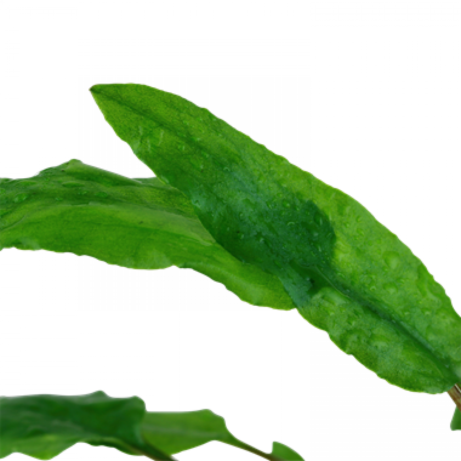 Cryptocoryne wendtii "Green", grüner Wasserkelch - Tropica 1-2-Grow, einzelne Blätter.