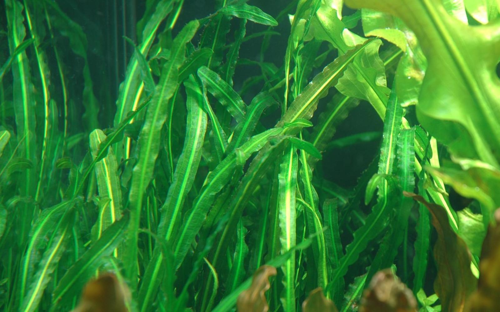 Dunkelgrüne Wasserähre - Aponogeton longiplumulosus, im Aquarium.