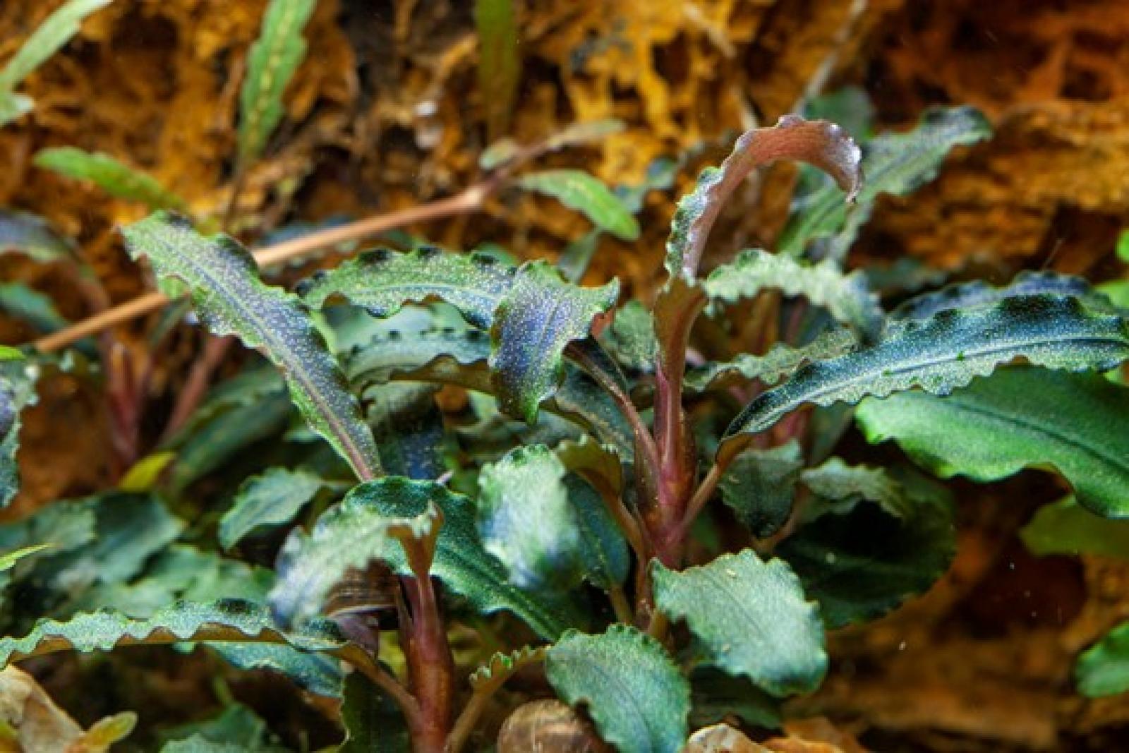 Bucephalandra 'Kedagang' - Tropica 1-2-Grow, im Aquarium.