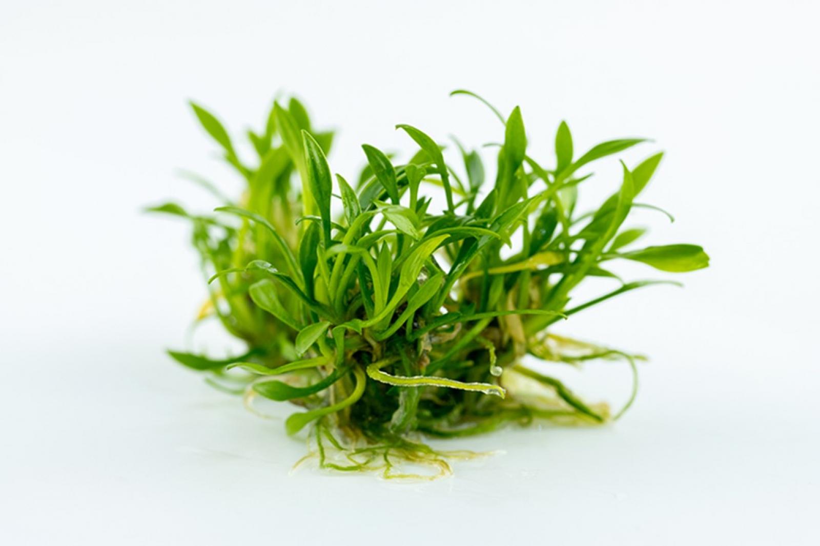 Cryptocoryne parva - Tropica 1-​2-​Grow, ohne Becher.