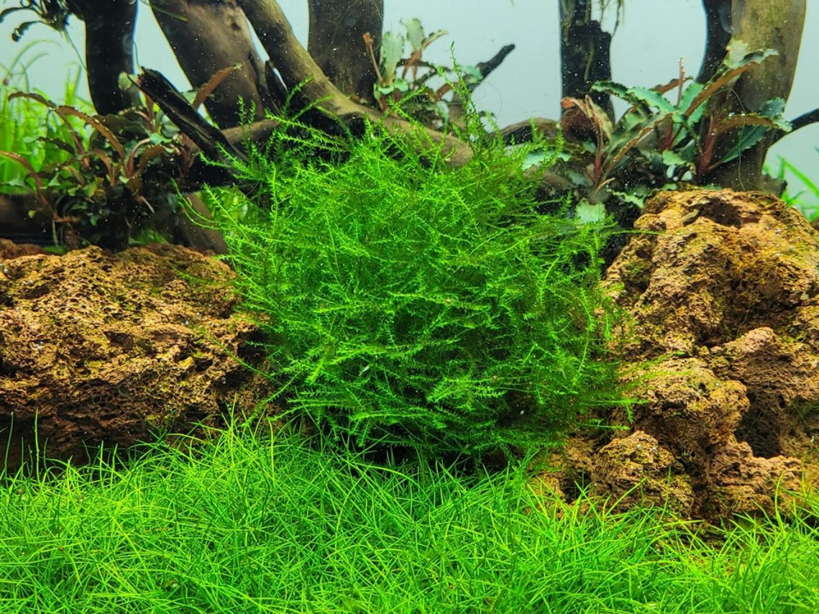 Leptodictyum riparium - Tropica 1-​2-Grow, im Aquarium.
