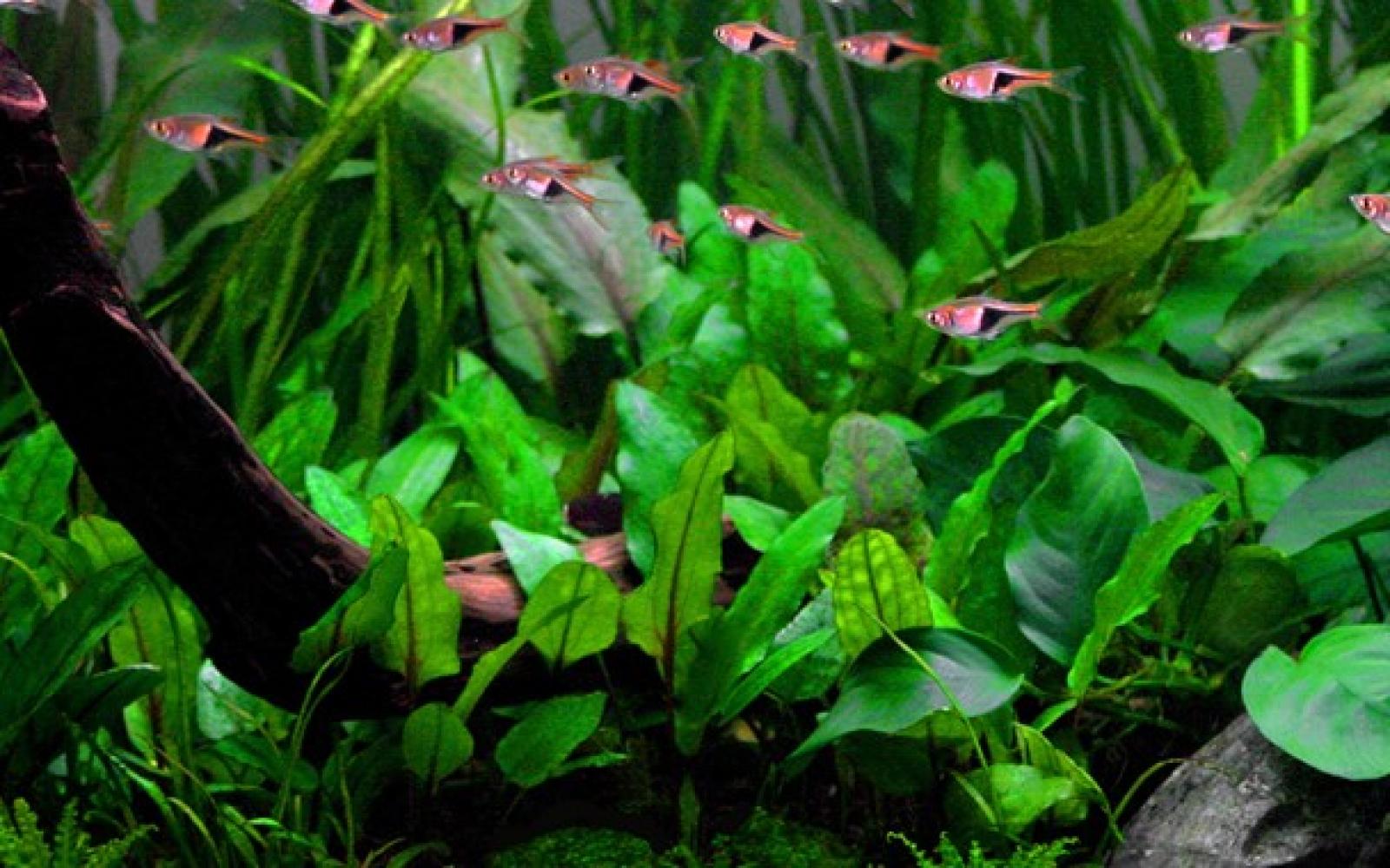 Cryptocoryne wendtii "Green", grüner Wasserkelch - Tropica 1-2-Grow, im Aquarium.