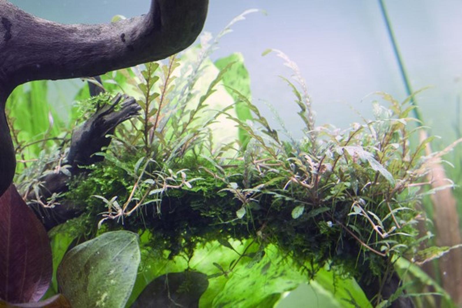 Hygrophila pinnatifida - Tropica 1-2-Grow, als Aufsitzerpflanze.