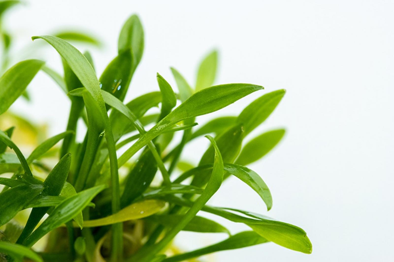 Cryptocoryne parva - Tropica 1-​2-​Grow, in der Nahaufnahme.
