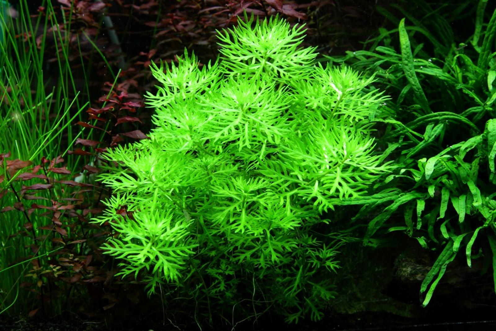 Hottonia palustris - Wasserfeder - Tropica 1-2-Grow, im Aquarium.