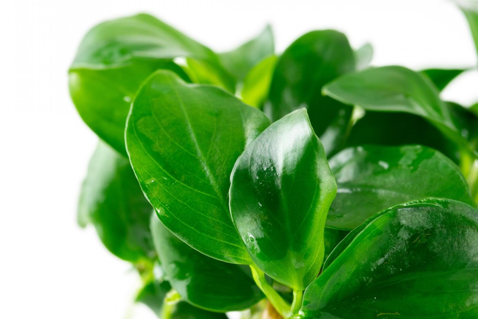 Anubias barteri var. nana - Zwergspeerblatt - Tropica 1-​2-Grow, in der Nahaufnahme.