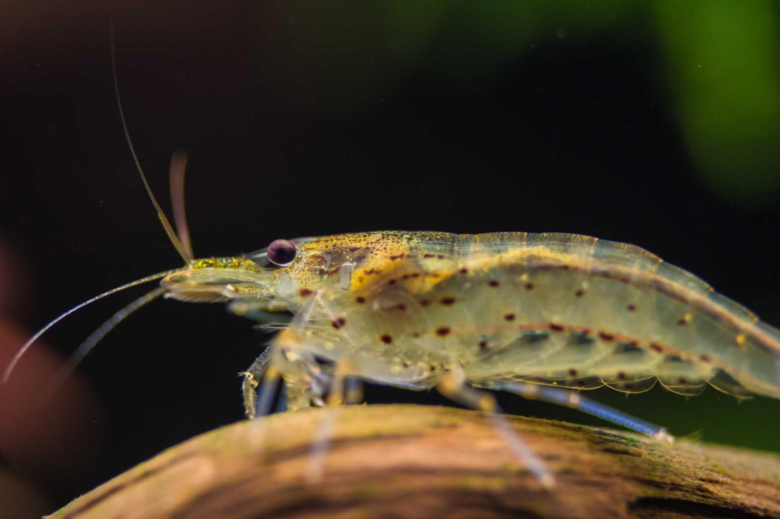 Amanogarnele Caridina multidentata von der Seite