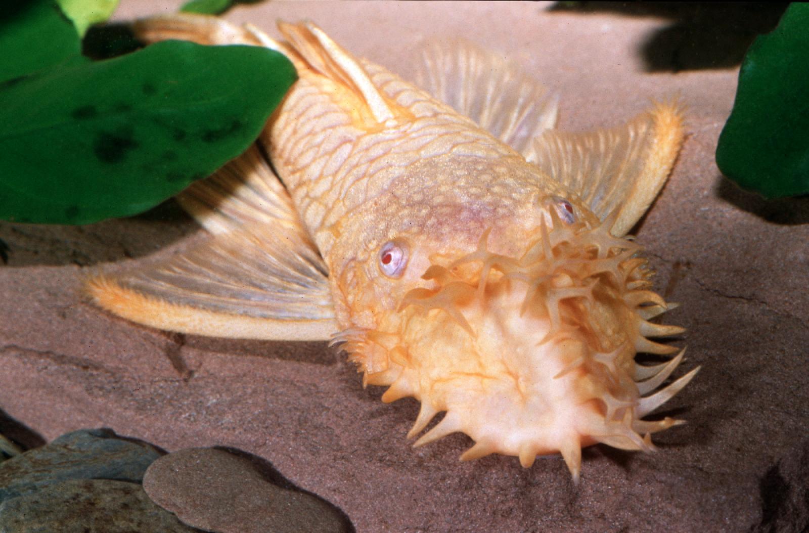 Goldener Antennenwels - L 144 - Ancistrus sp. albino Männchen mit ausgeprägtem Geweih