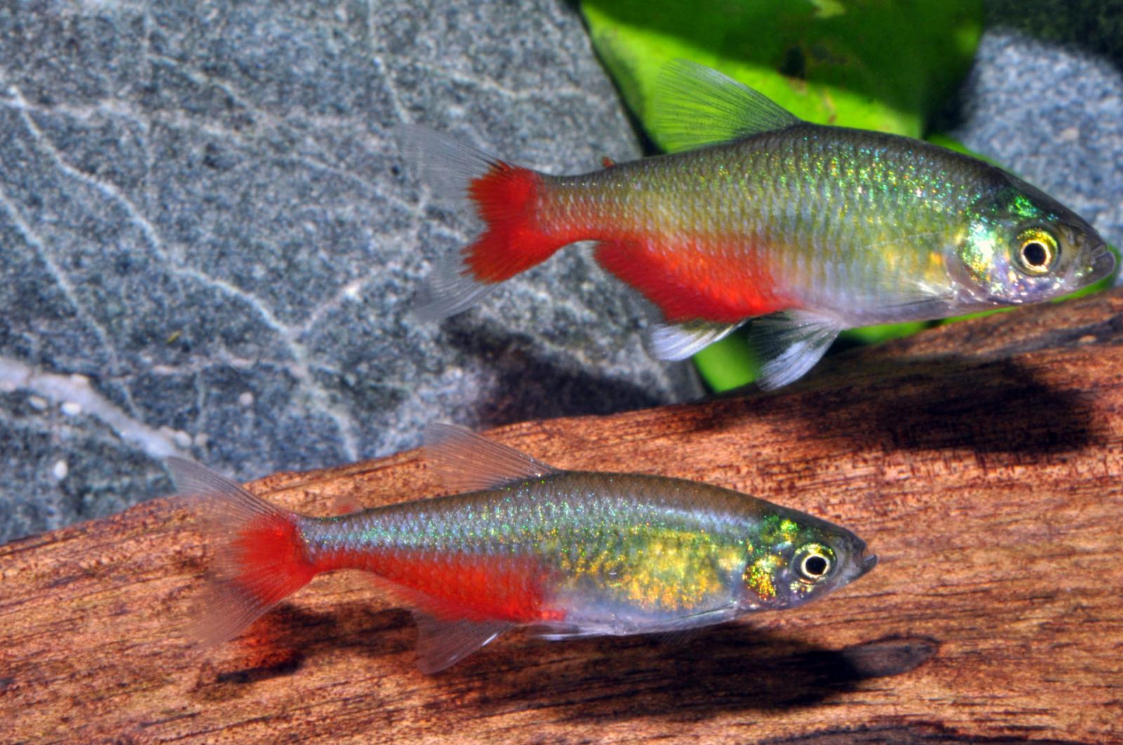 Rubinsalmler, Aphyocharax rathbuni im Aquarium mit schöner Färbung