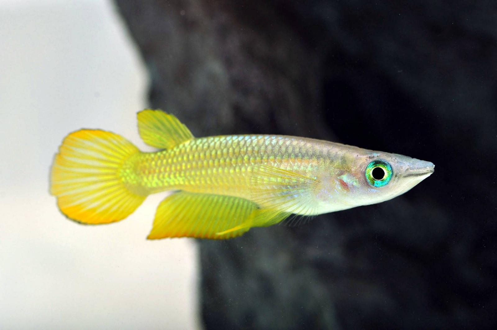 Goldener Streifenhechtling – Aplocheilus lineatus gold – farbenprächtiger Killifisch