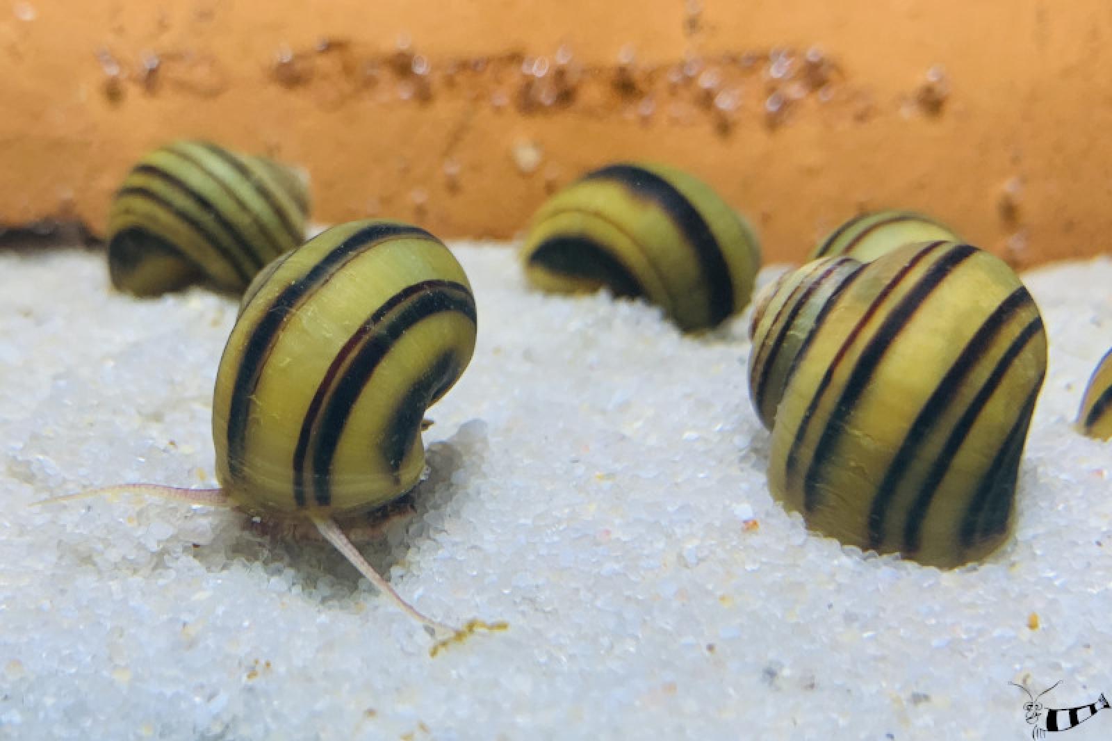 Zebra Apfelschnecke eine schöne und helfende Schnecke im Aquarium