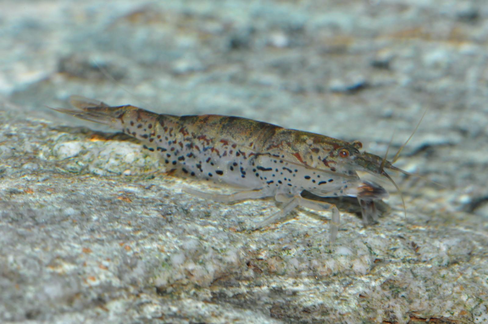 Atyoida pilipes Zwergfächergarnele für Aquarien
