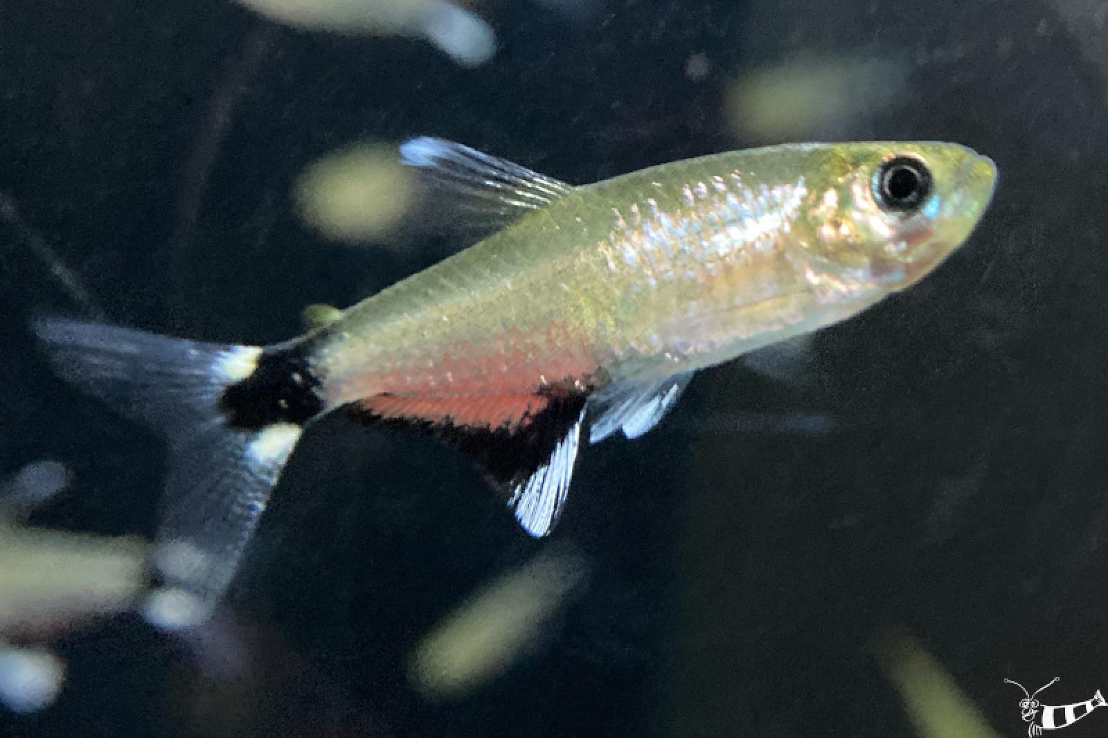 Augenflecksalmler Männchen mit roter Färbung