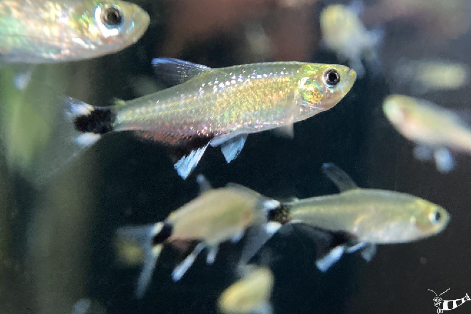 Gruppe von mehreren Augenflecksalmlern im Aquarium