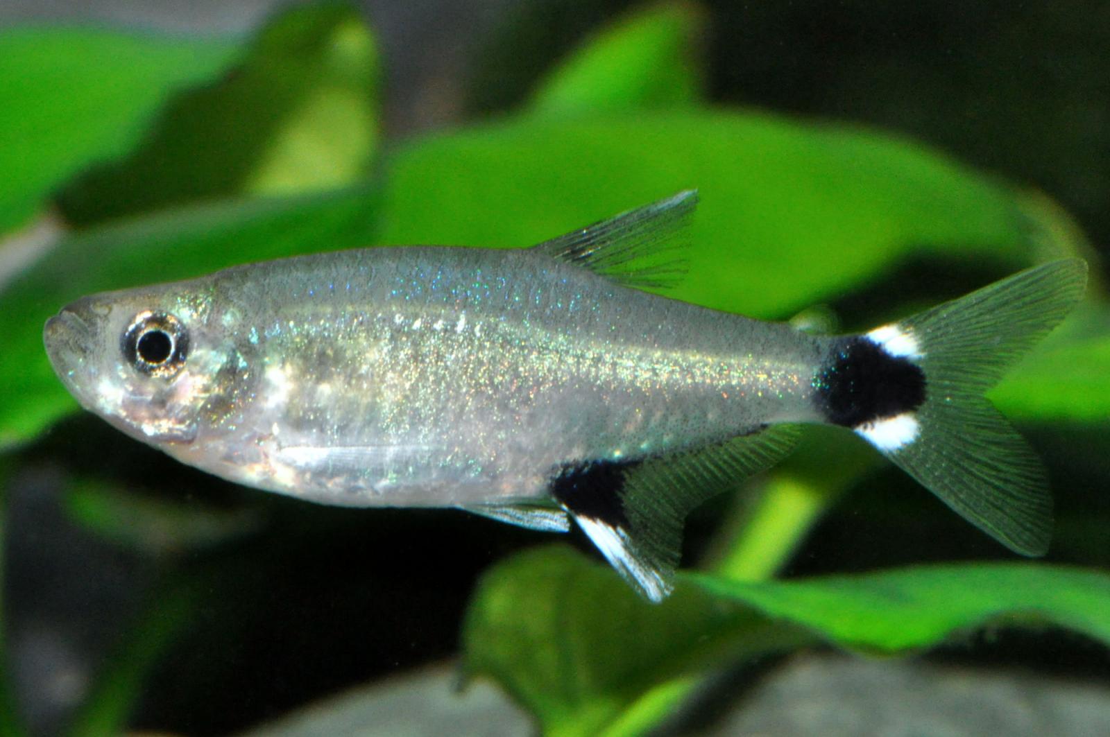 Augenflecksalmler, Aphyocharax paraguayensis von der Seite im Aquarium