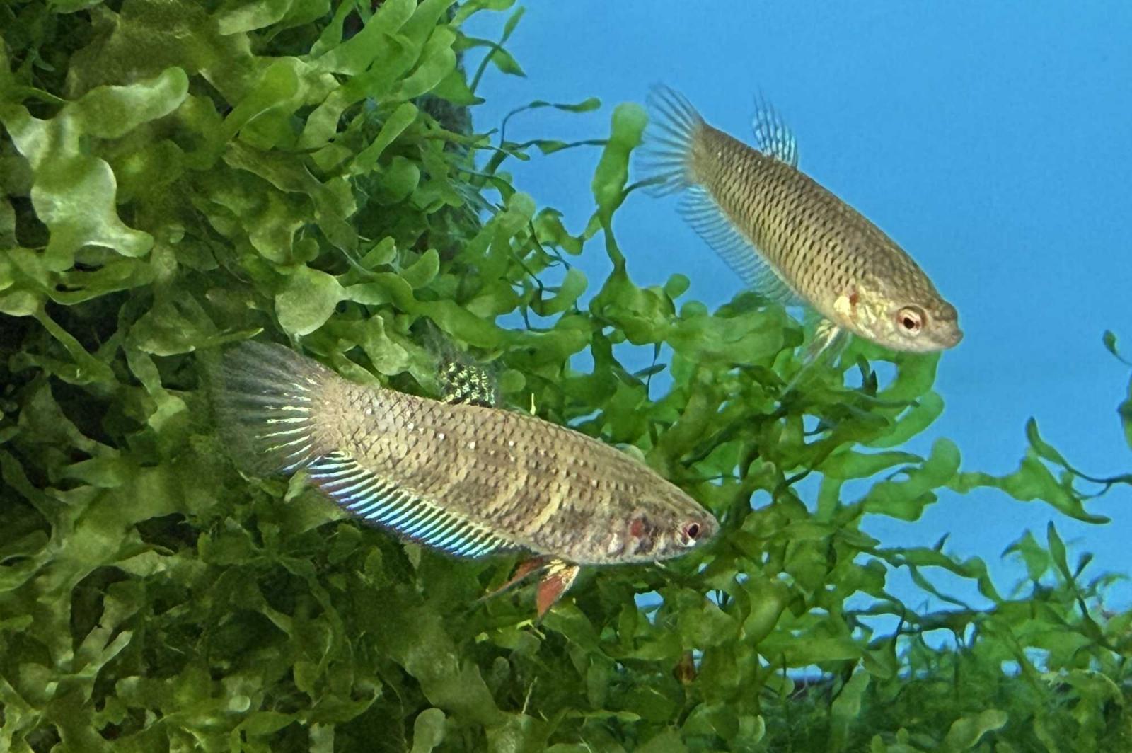 Junge Friedliche Kampffische - Betta imbellis im bepflazten Aquarium