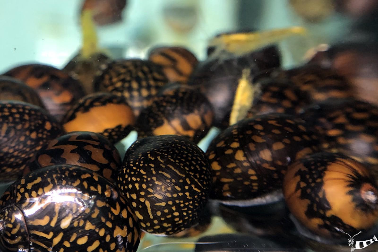 Batik-Schnecke, Neritina variegata eine sehr schön gemusterte Rennschnecke