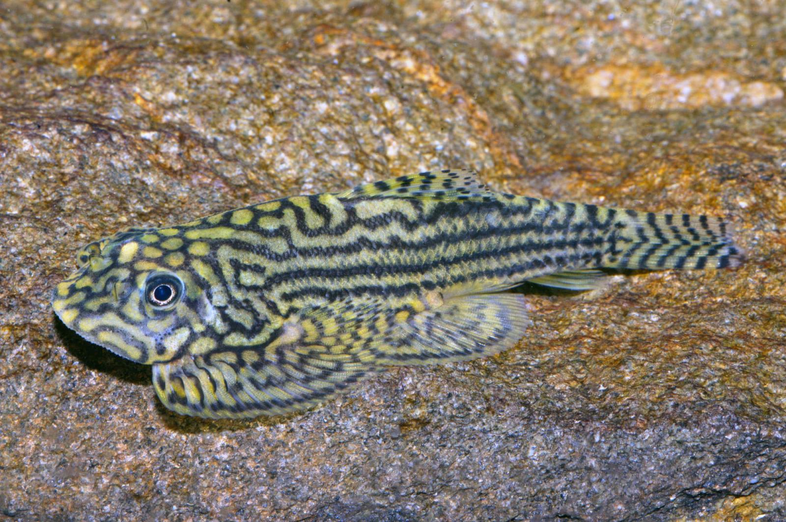 Prachtflossensauger - Sewellia lineolata, im Aquarium