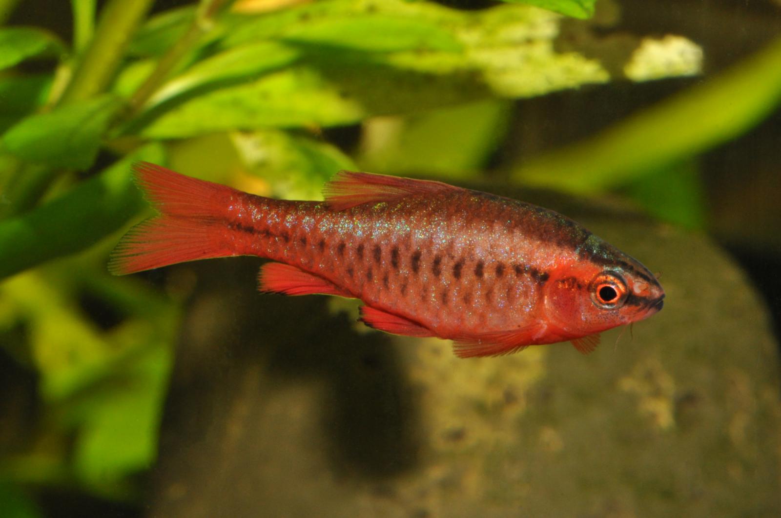Bitterlingsbarbe - Puntius titteya im Aquarium