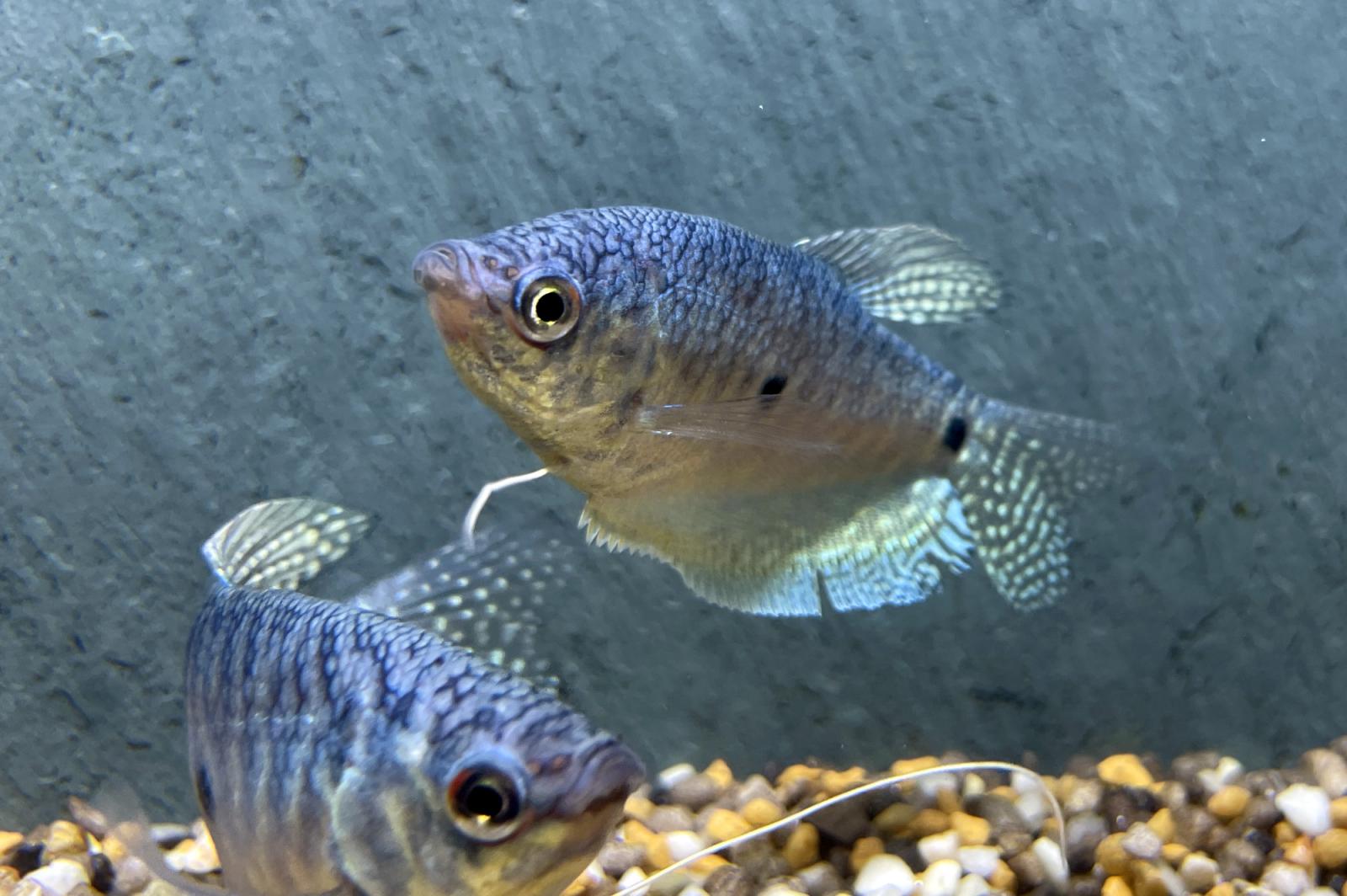 Blauer Fadenfisch – Trichogaster trichopterus im Aquarium