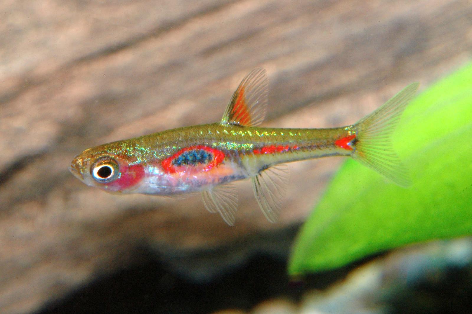 Goldfleck-Zwergbärbling - Rasbora merah im Aquarium
