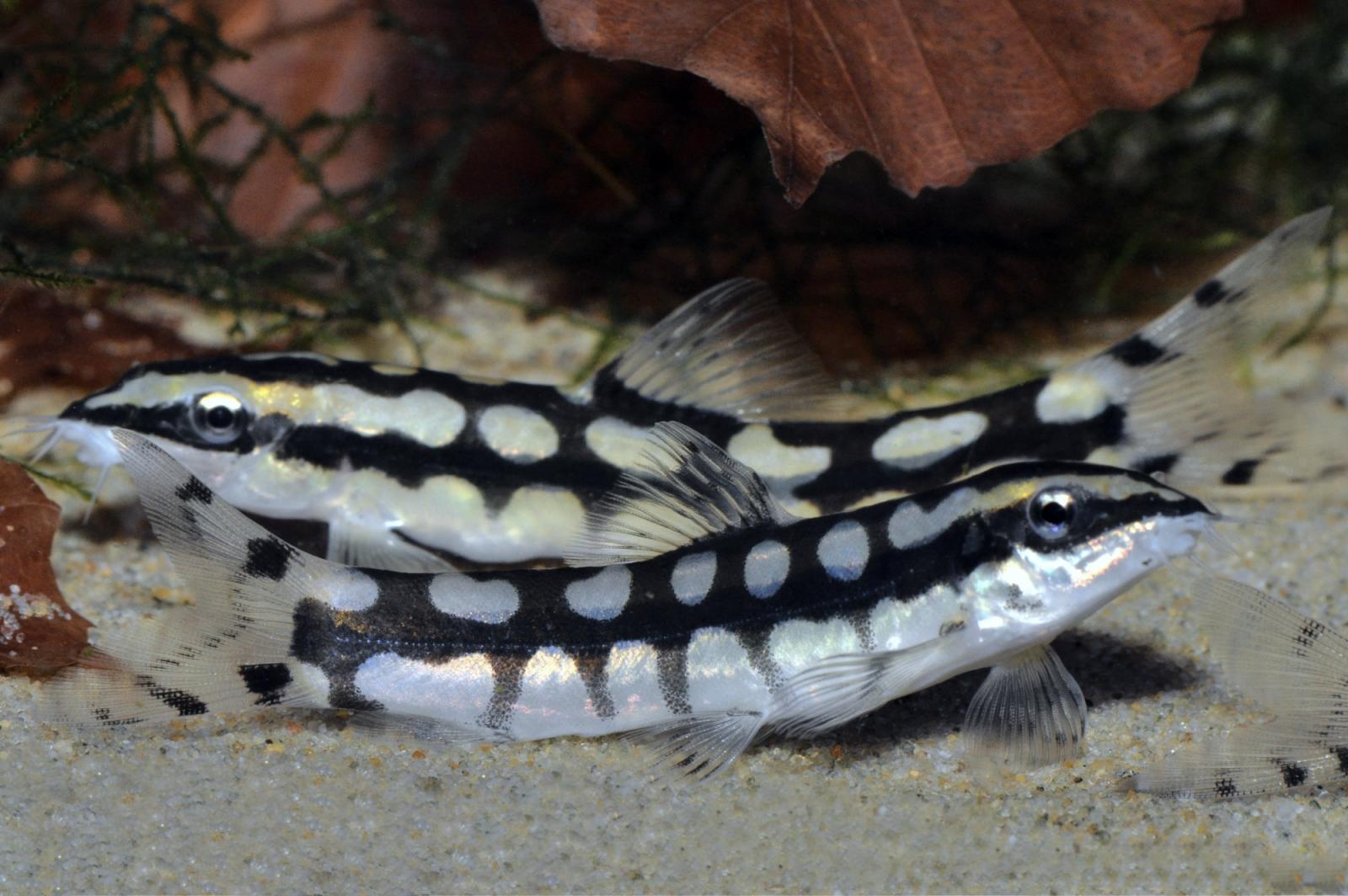 Schachbrettschmerle - Botia sidthimunki, zwei Tiere im Aquarium