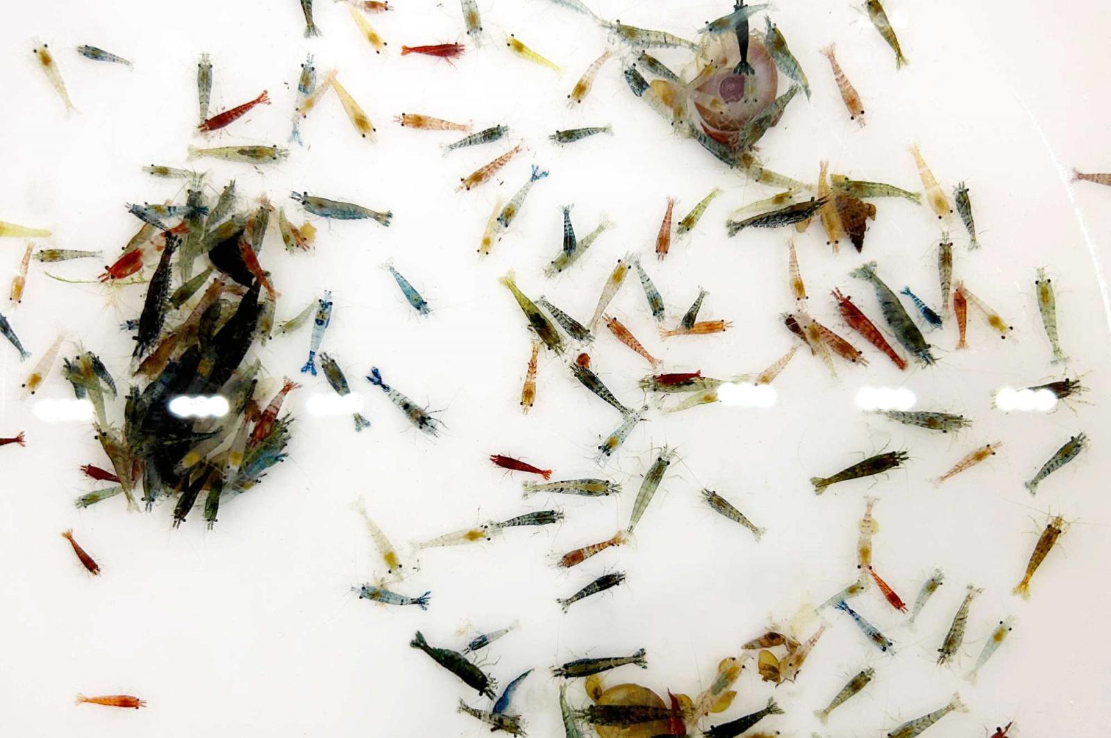 Neocaridina als Mix in verschiedenen Farben