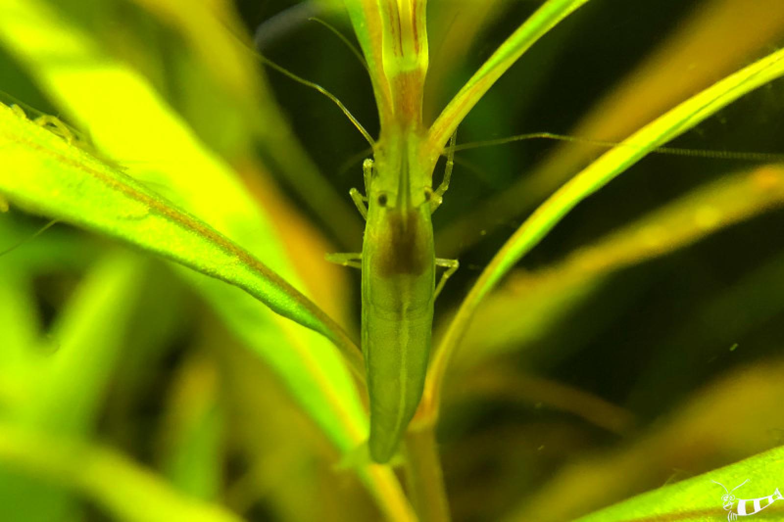 Giftgrüne Garnele am Pflanzenstängel im Aquarium