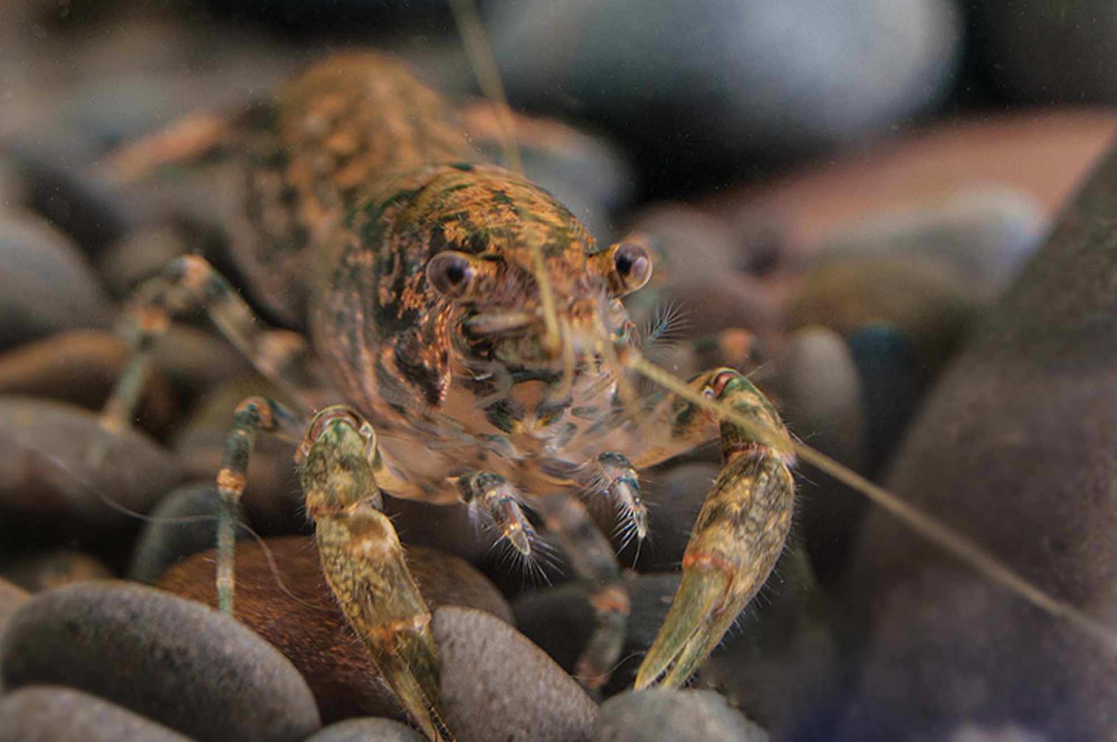 Braunblauer Zwergflusskrebs - Cambarellus diminutus Nahaufnahme im Aquarium