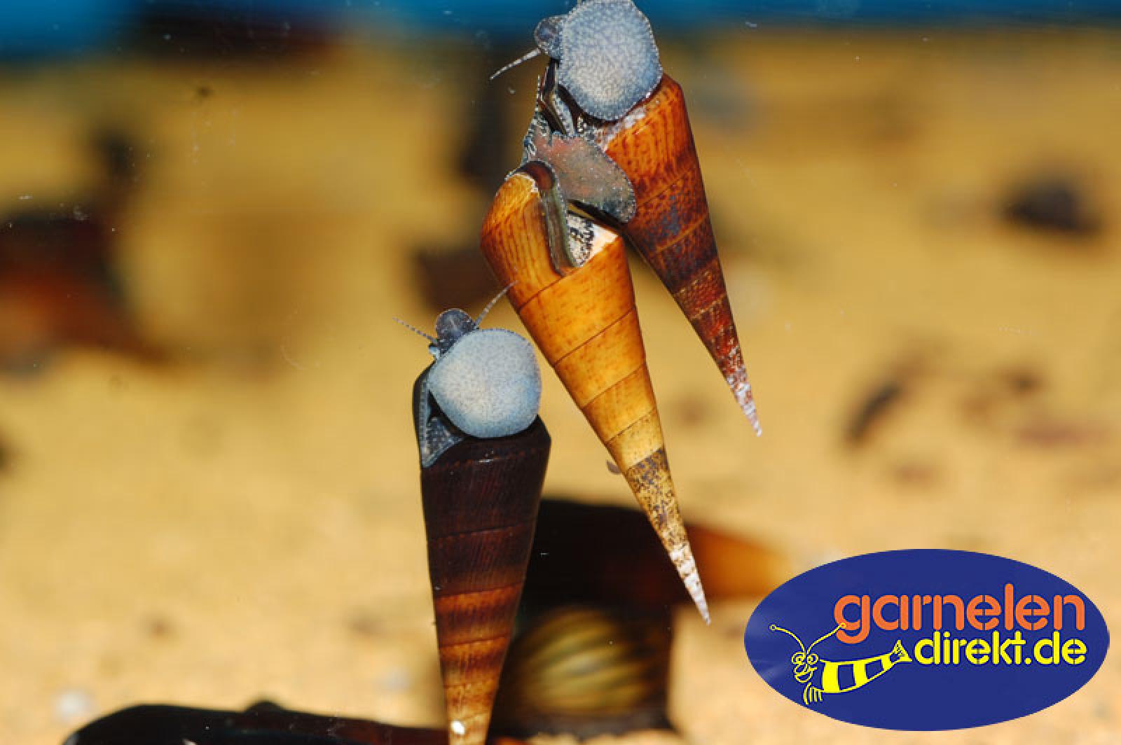 Cappuccino-Schnecke - Faunus ater var. Cappuccino