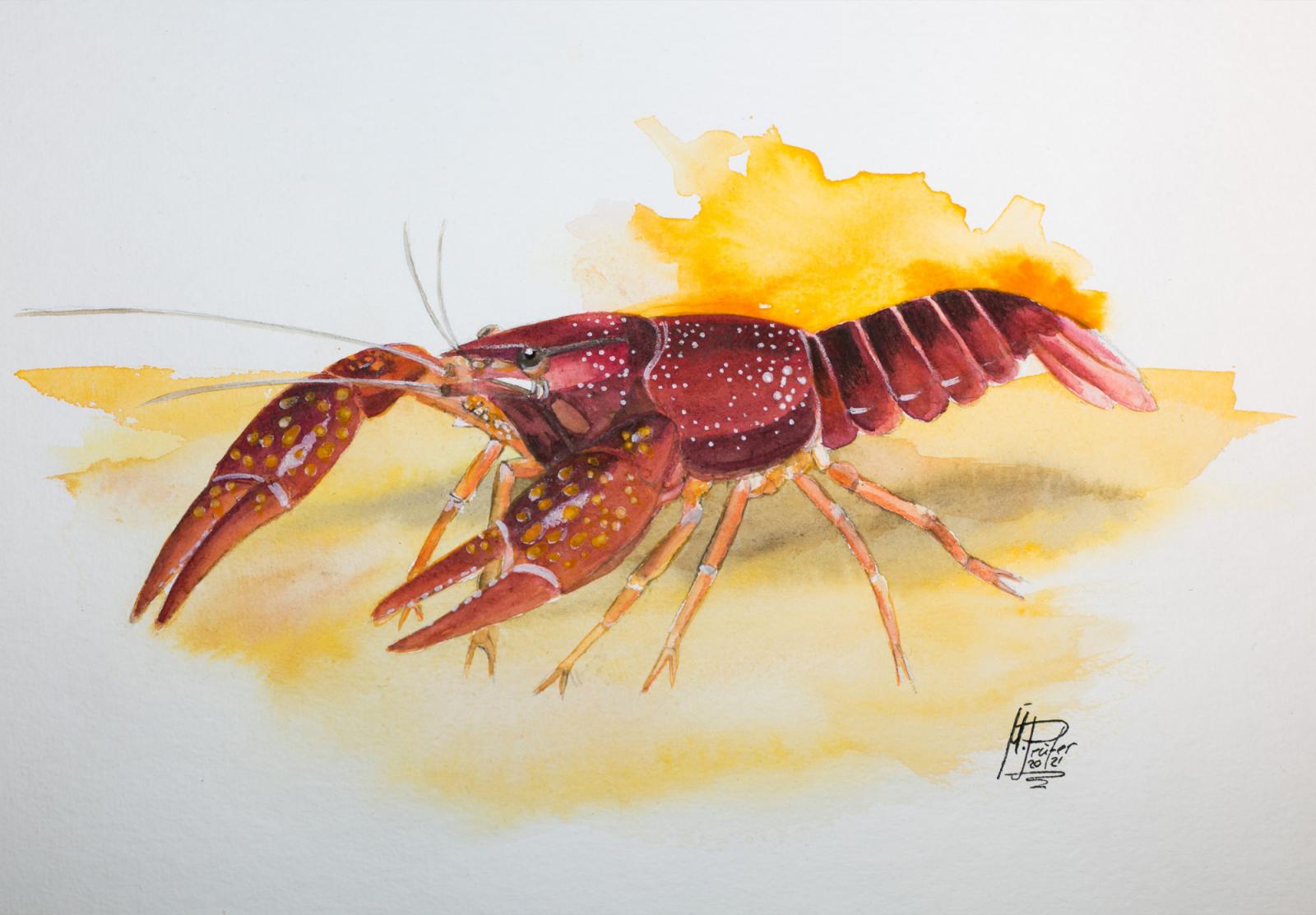 Aquarell Clarkii Sumpfkrebs