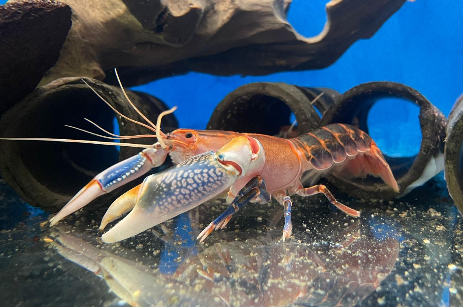 Volcano Yabby, Cherax destructor in der Farbform Volcano