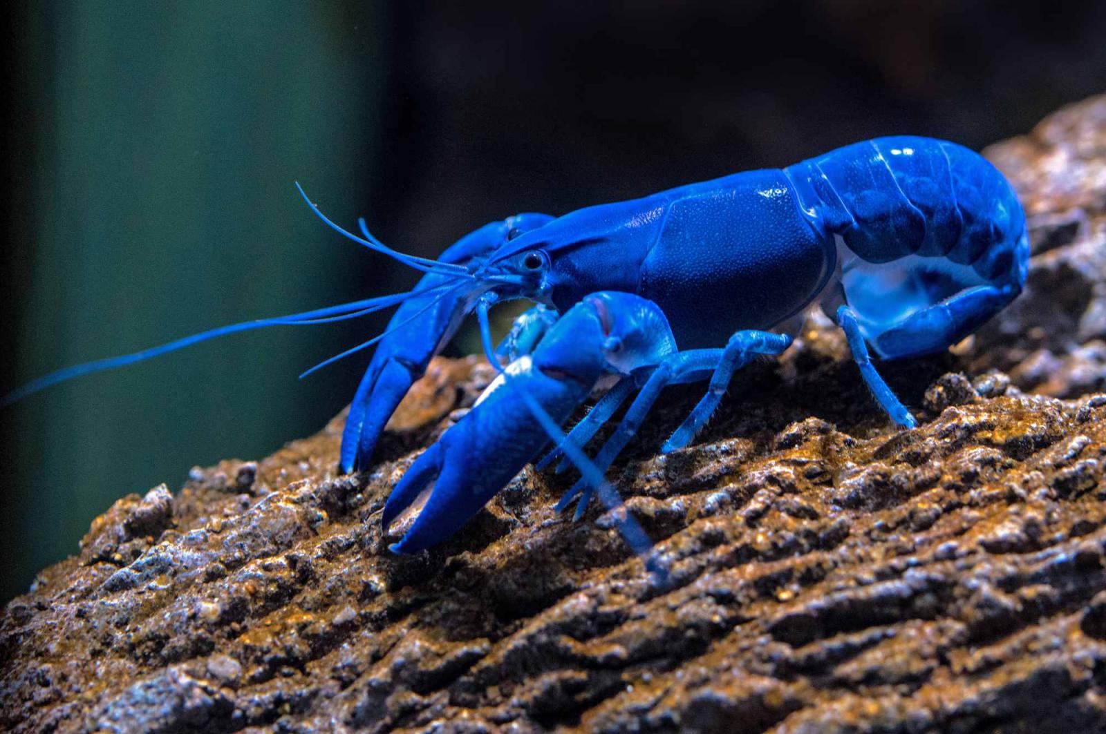 Blauer Yabby - Cherax destructor auf einer Wurzel