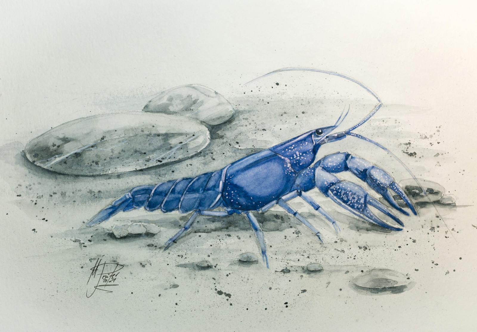 Aquarell  Cherax destructor