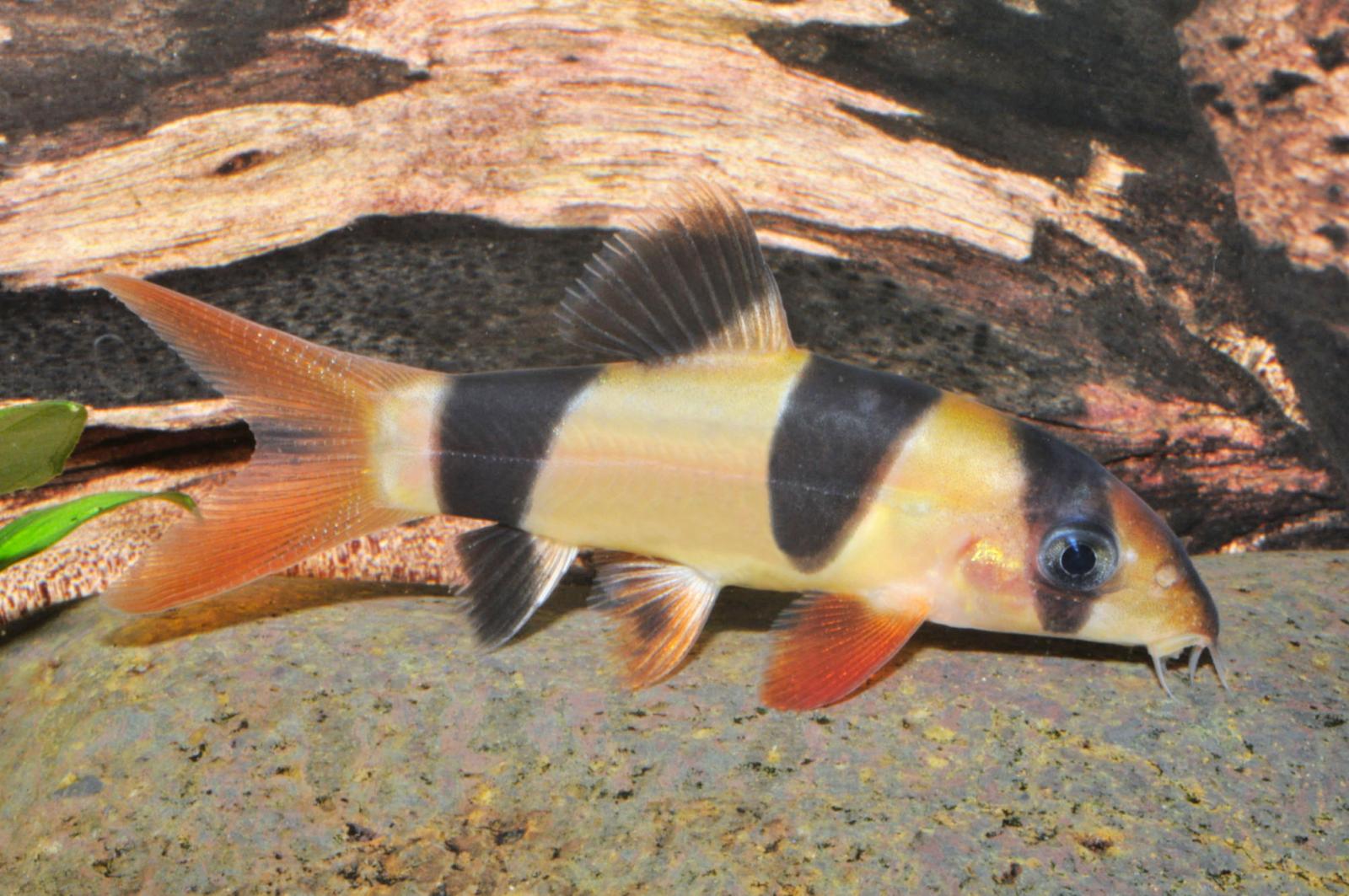 Prachtschmerle – Botia macracantha, im Aquarium vor einer Wurzel