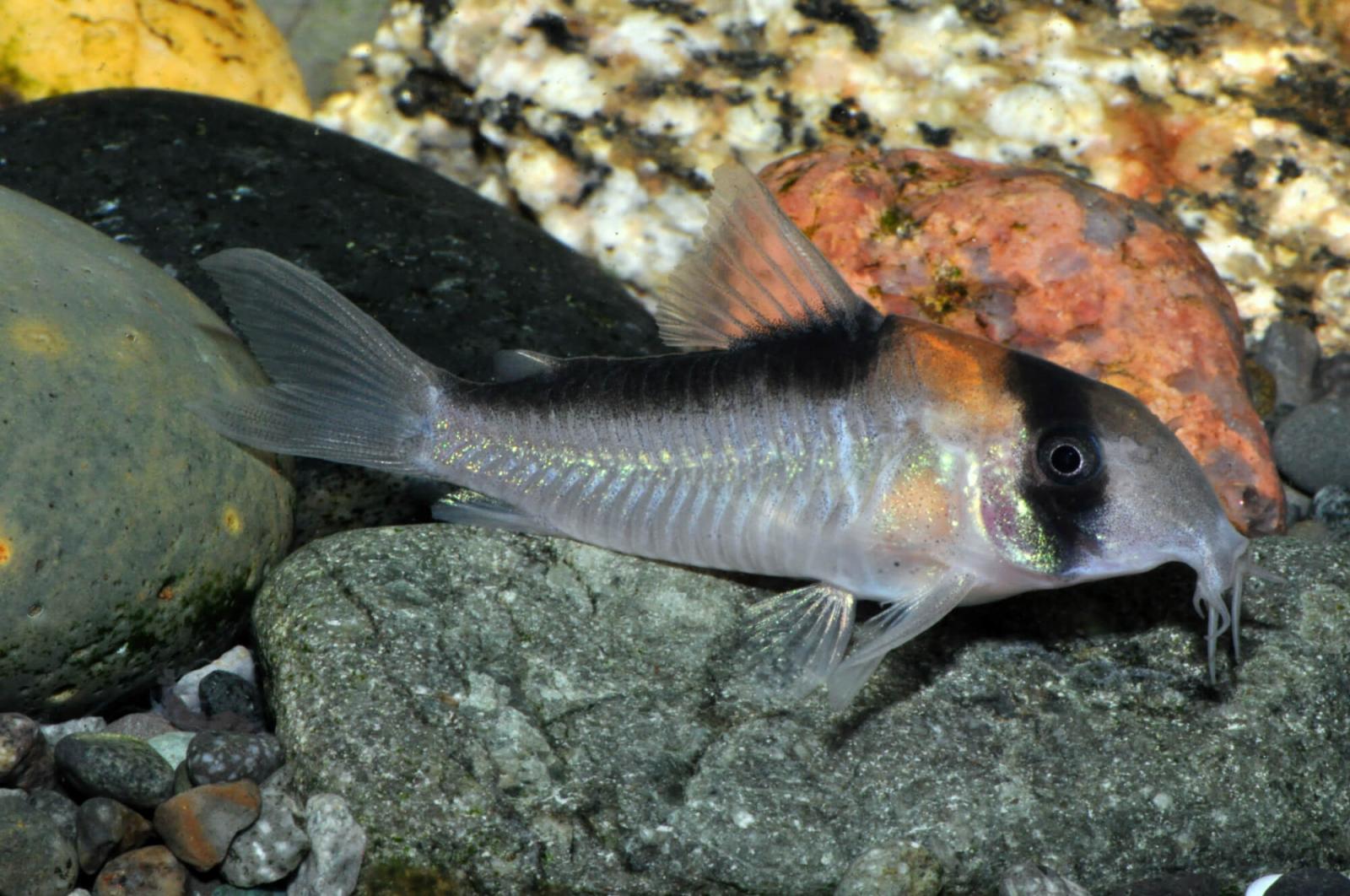 Adolfos Panzerwels – Corydoras adolfoi im Aquarium