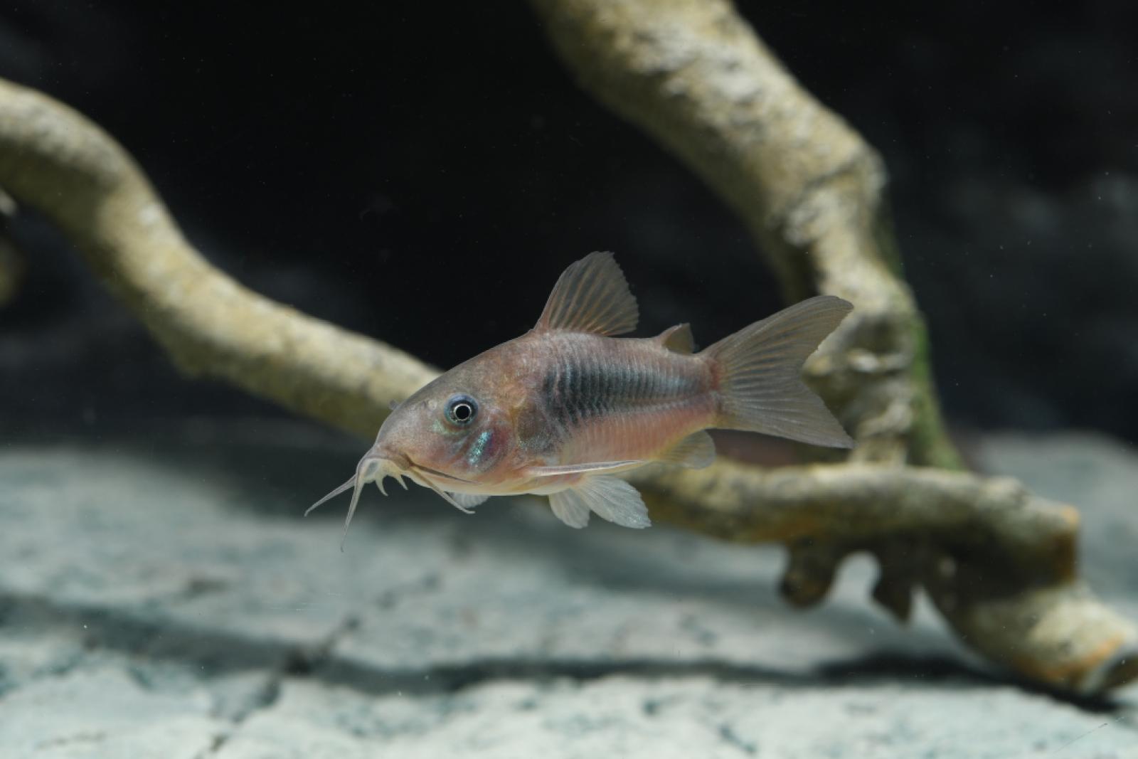 Corydoras aeneus der Metallpanzerwels im Aquarium