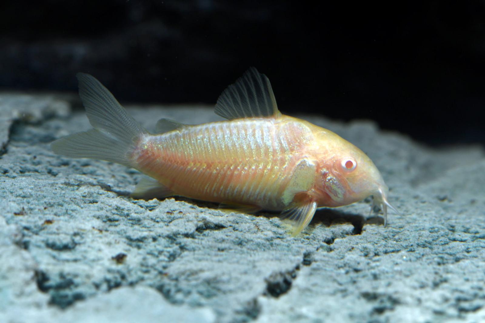 Metallpanzerwels Albino – Corydoras aeneus Metallpanzerwels in Albino