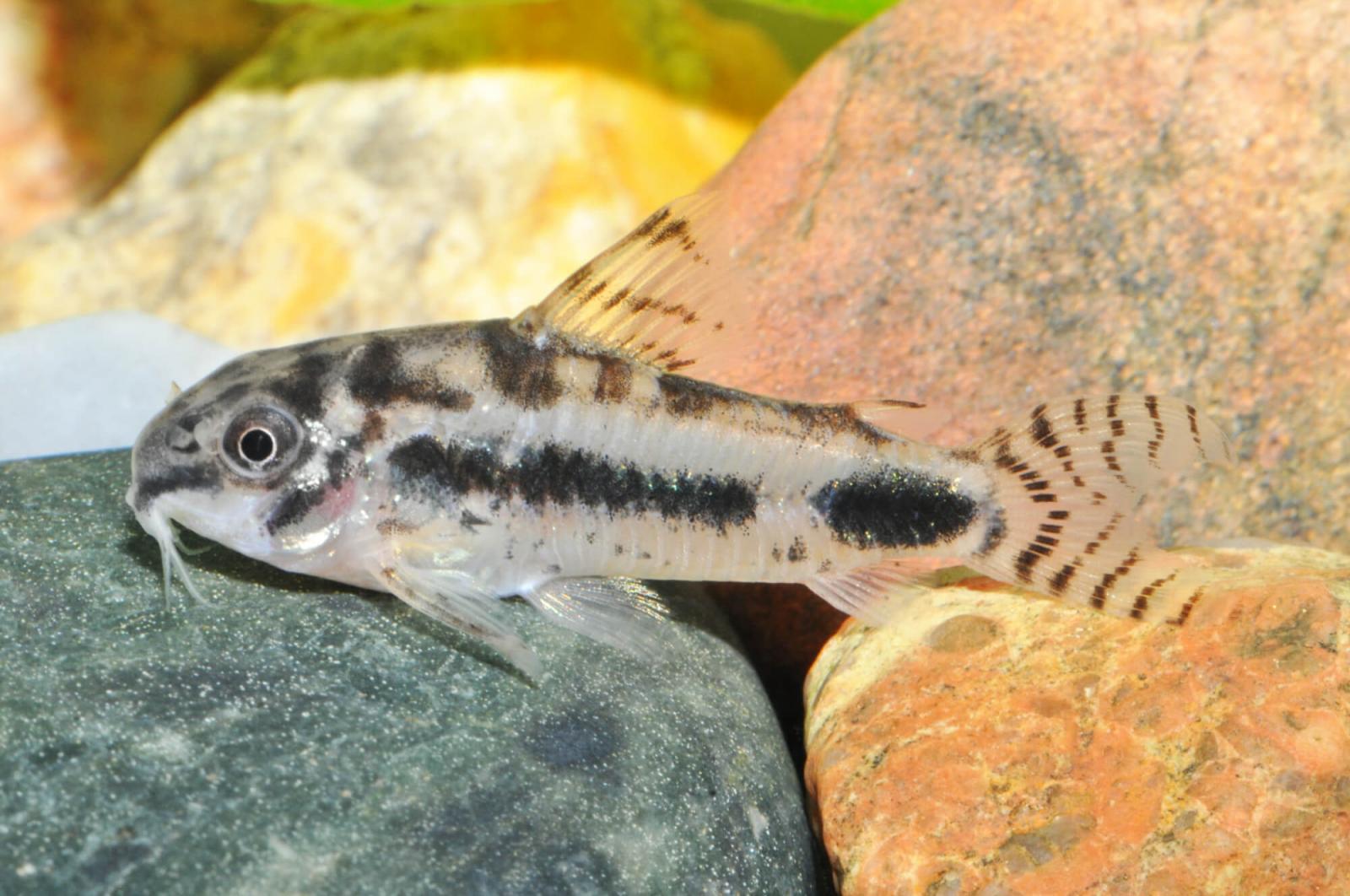 Marmorierter Zwergpanzerwels - Corydoras habrosus – Schachbrett Zwergpanzerwels im Aquarium