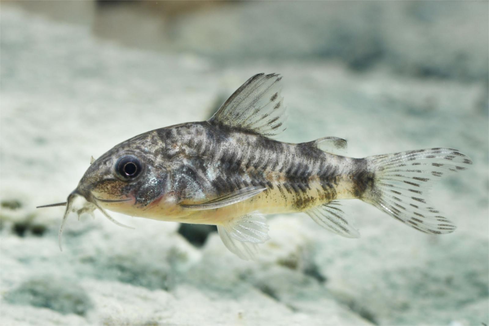 Marmorierter Panzerwels - Corydoras paleatus einer der beliebtesten Panzerwelse