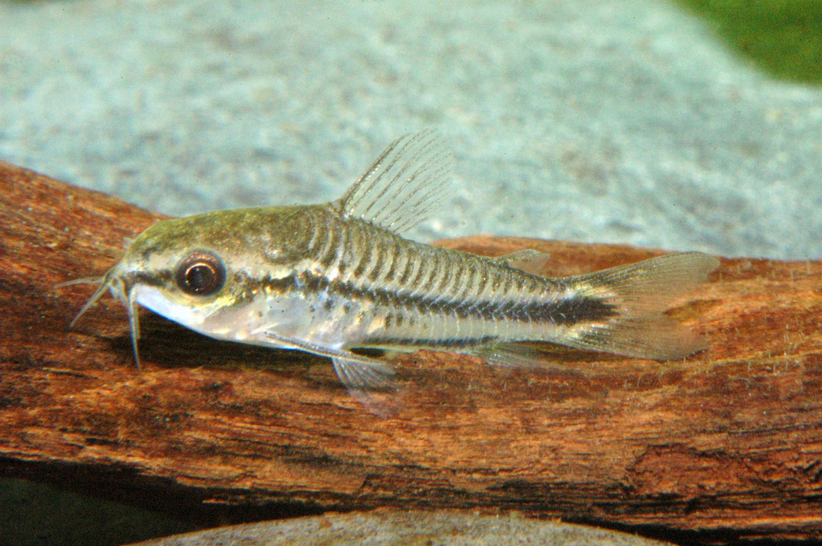 Schwarzband-Zwergpanzerwels - Corydoras pygmaeus auf einer Wurzel