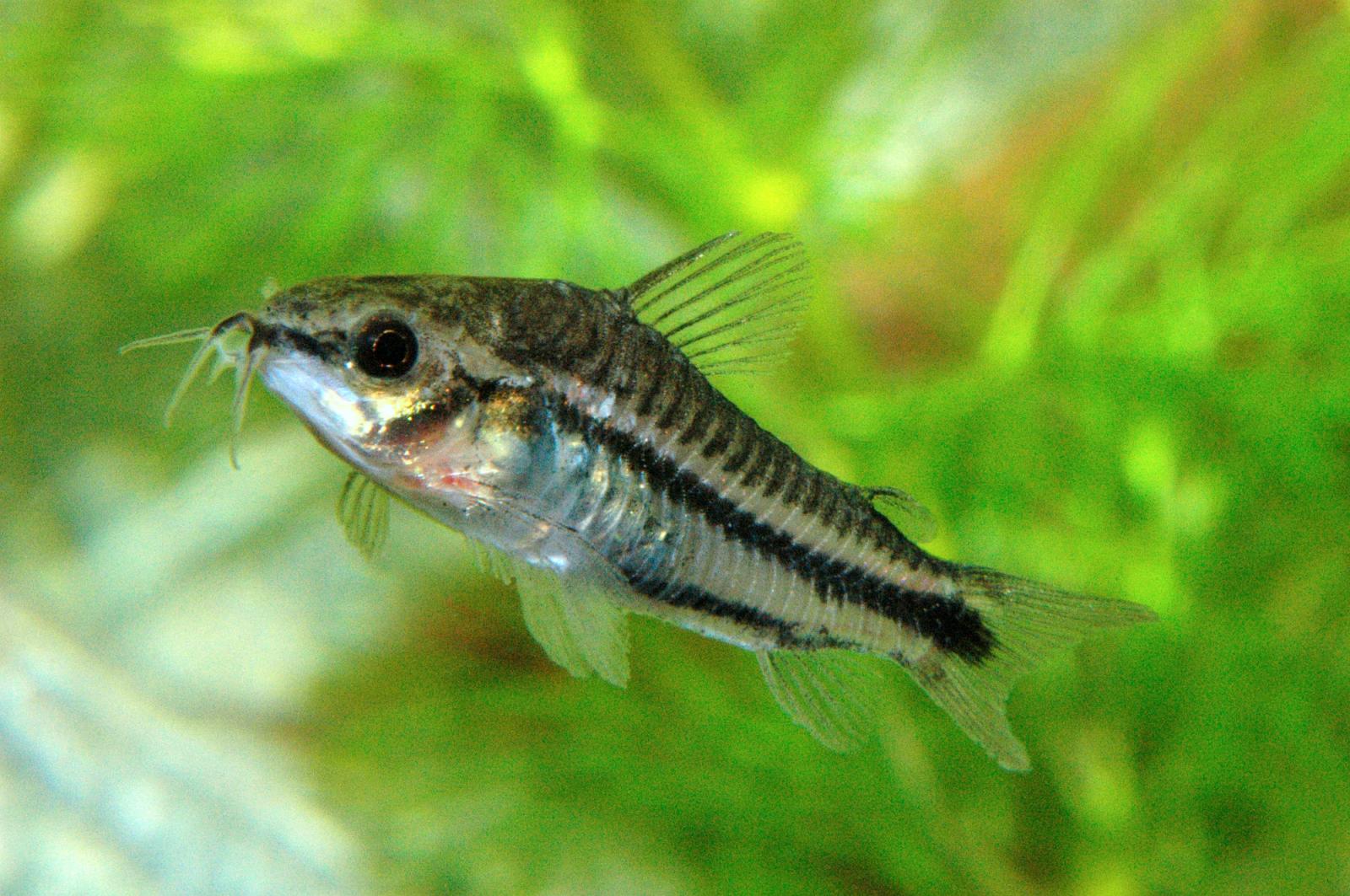Schwarzband-Zwergpanzerwels - Corydoras pygmaeus schwimmend im Aquarium