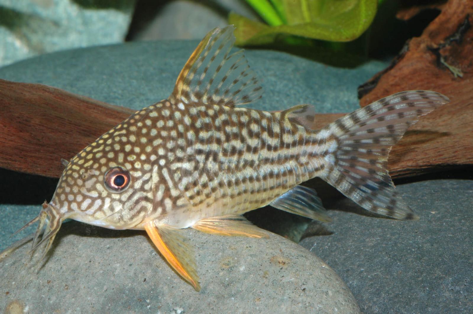 Orangeflossen-Panzerwels – Corydoras sterbai einer der schönsten Panzerwelse
