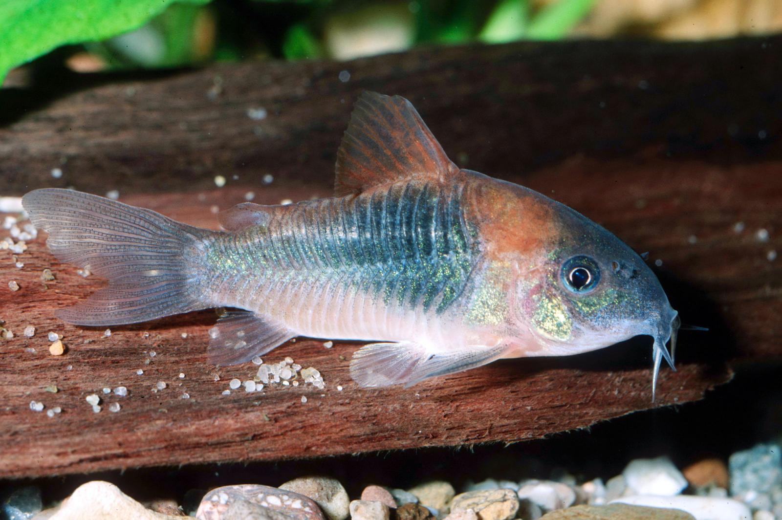 Orangener Venezuelapanzerwels - Corydoras venezuelanus orange auf einer Wurzel