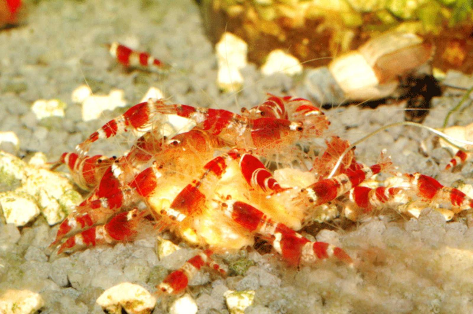 Crystal Red Garnele in der Gruppe