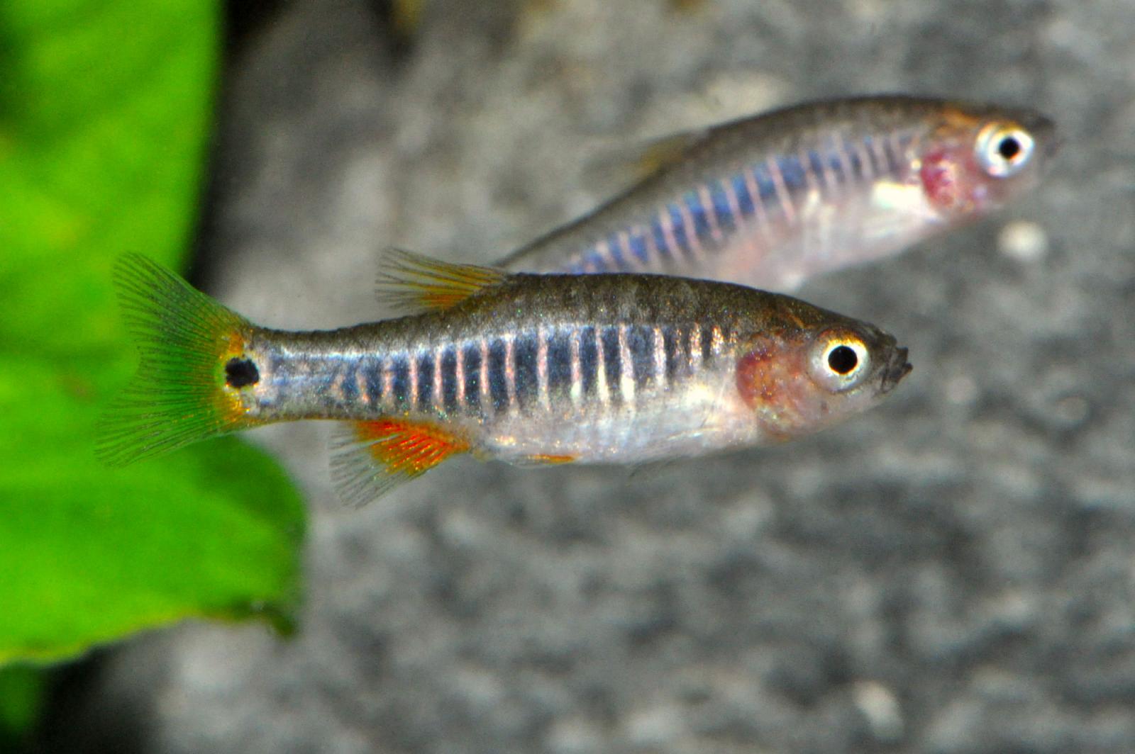 Querstreifen-Zwergbärbling - Danio erythromicron Paar im Aquarium