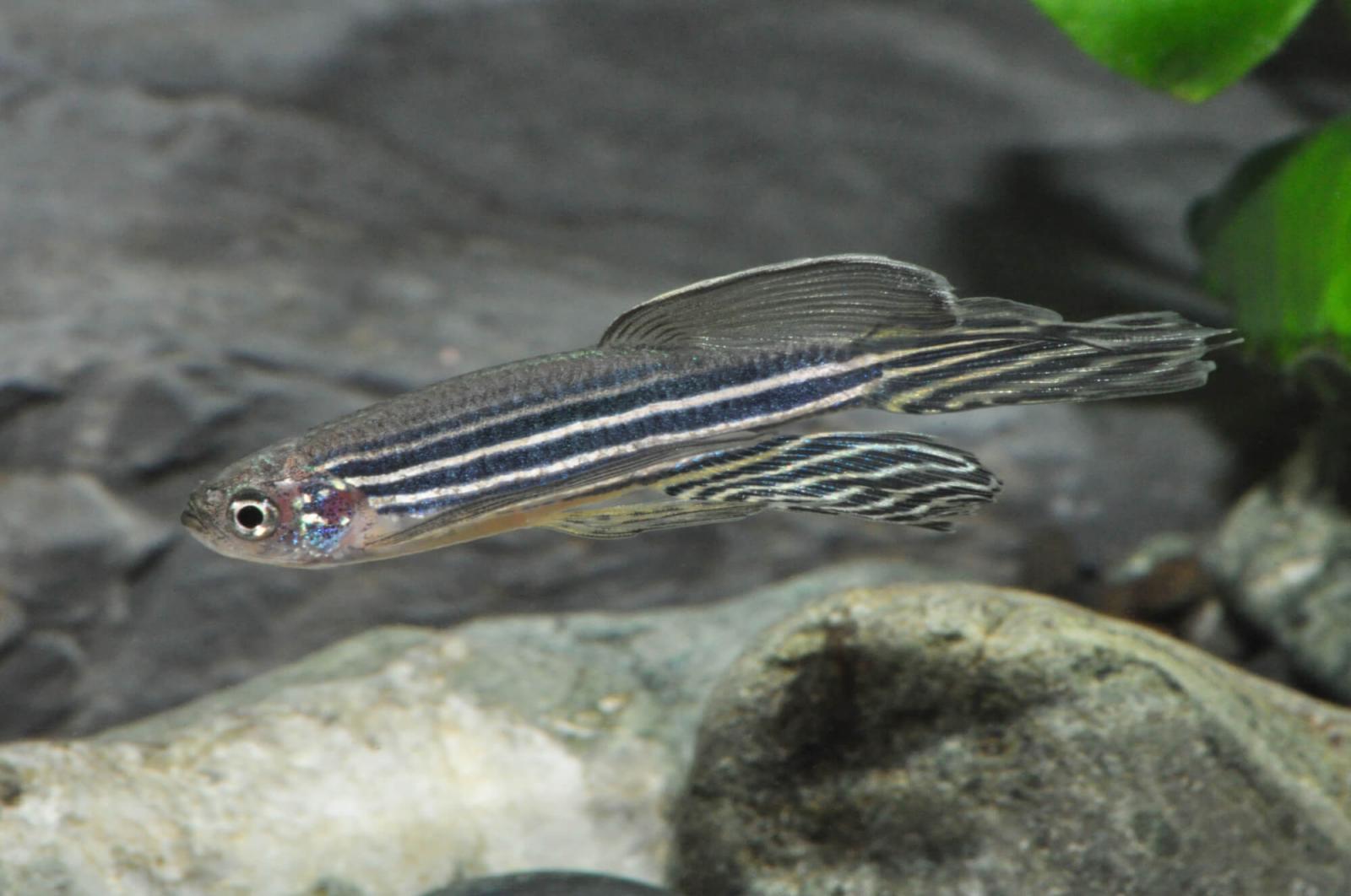 Schleier-Zebrabärbling– Danio rerio mit ausgezogenen Flossen