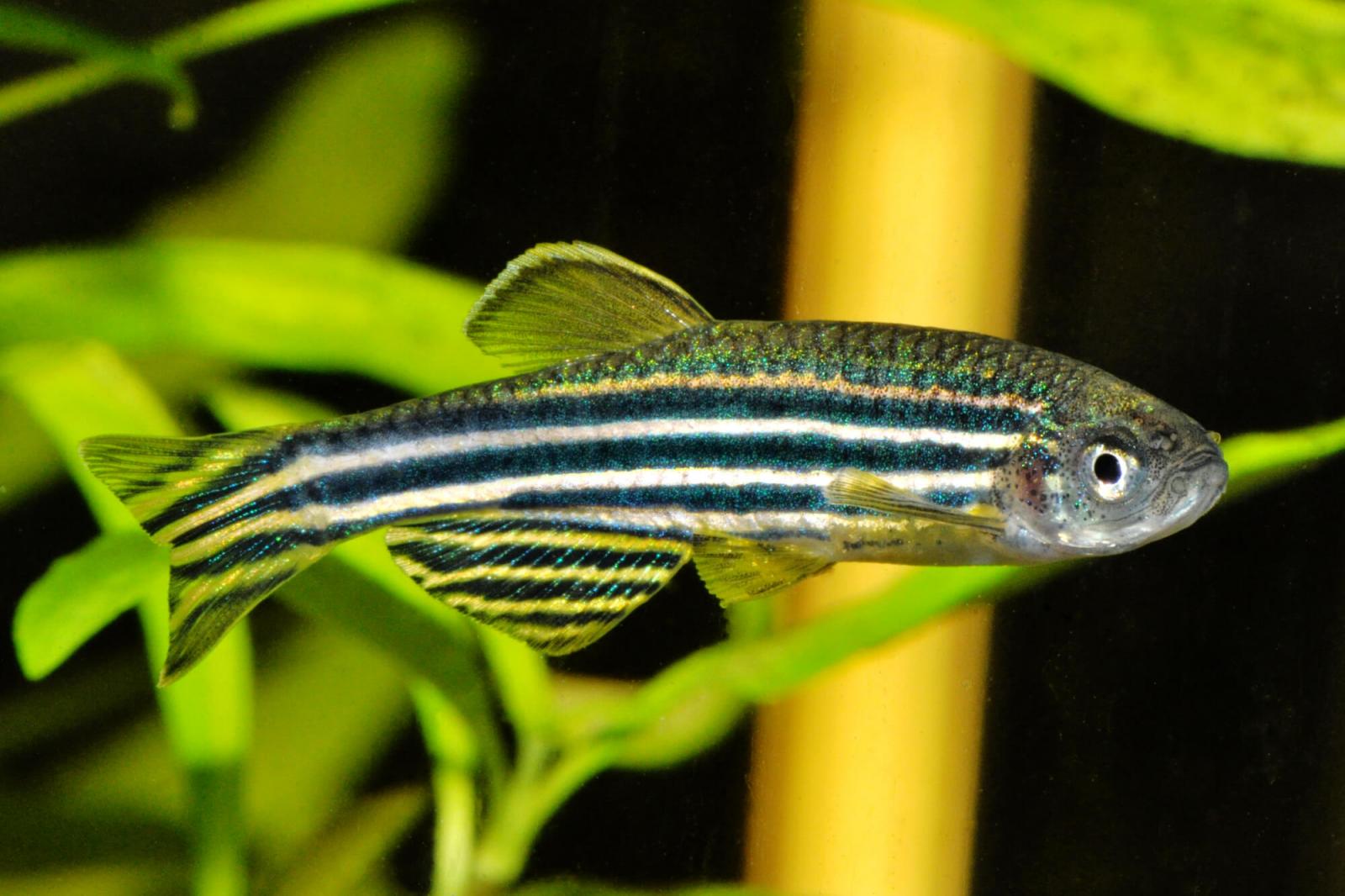 Danio Rerio- Zebrabärbling im Aquarium